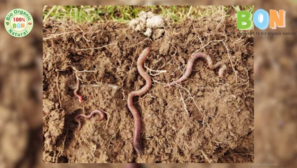 Earthworms Fertility Improver Sanjay Blogger)img