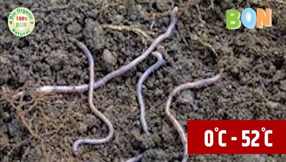Useful Indigenous Earthworms Sanjay Blogger)img