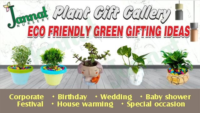 Eco Freindly Green Gifting Sanjay Blogger)img