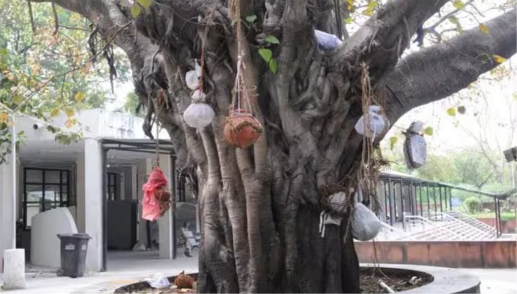 पीपल क्यों है देव वृक्ष Sanjay Blogger (13))img