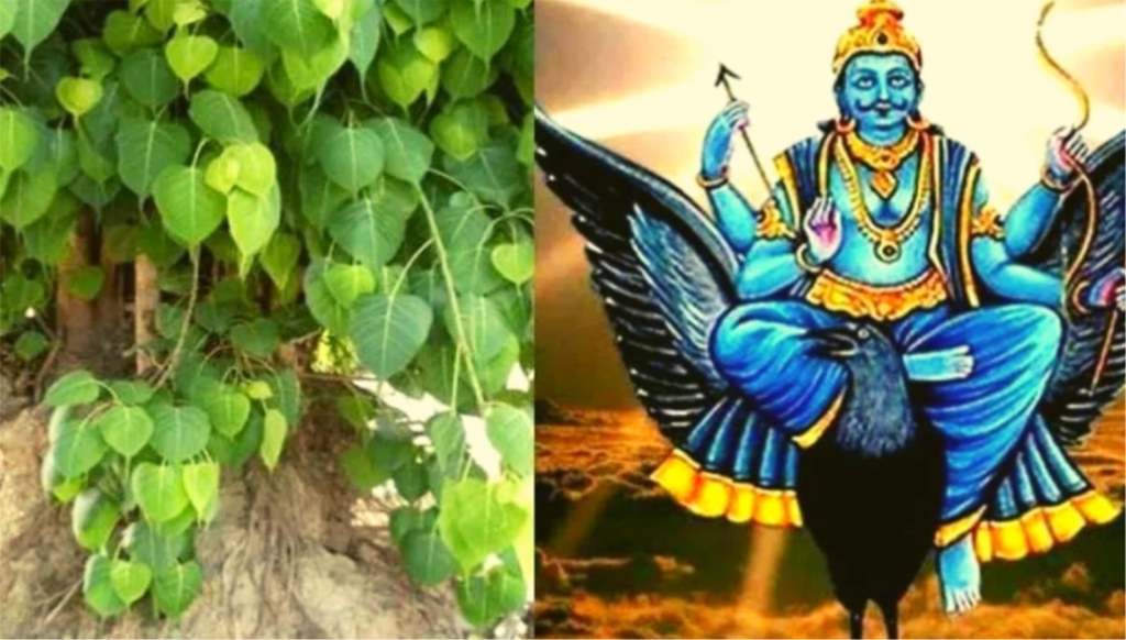 पीपल क्यों है देव वृक्ष Sanjay Blogger (14))img