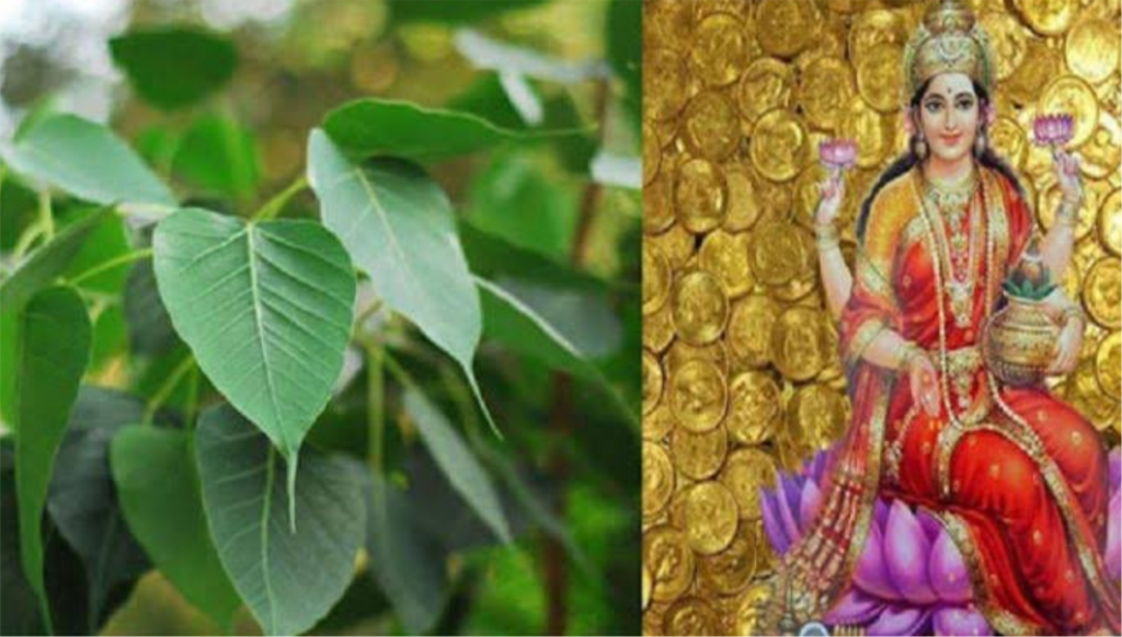 पीपल क्यों है देव वृक्ष Sanjay Blogger (6))img