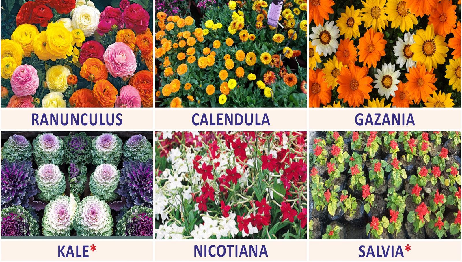 सर्दियों के मौसमी फूलों Sanjay Blogger (5))img